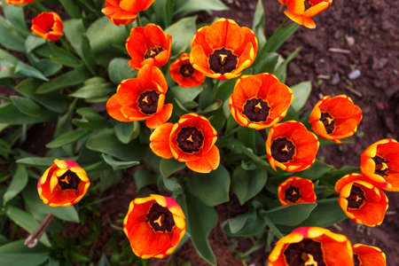 orange tulips in the garden top viewの写真素材