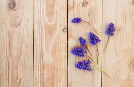 blue spring flowers are laid out on a wooden background.の写真素材
