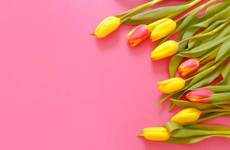 yellow tulips are laid out on a pink background, the place for the inscription is a top view.の写真素材