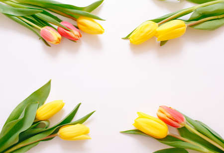 Beautiful yellow tulips on a white background, place for text top view.の写真素材