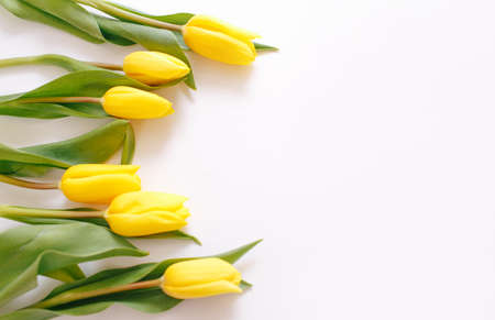 Beautiful yellow tulips on a white background, place for text top view.の写真素材