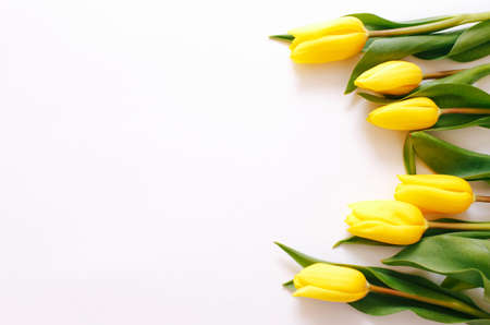 Beautiful yellow tulips on a white background, place for text top view.の写真素材