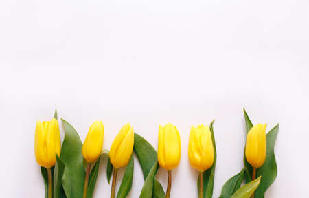 Beautiful yellow tulips on a white background, place for text top view.の写真素材