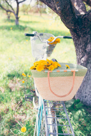 a bouquet of yellow dandelions in an old wicker basket on a retro bike near the trunk of an old apple treeの写真素材