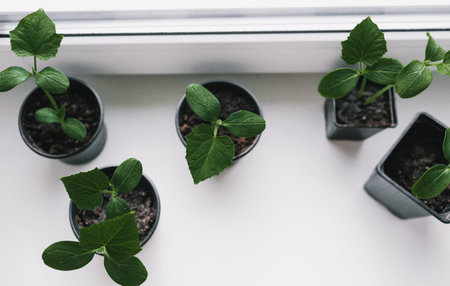Seedlings of young Bulgarian peppers in containers on the windowsill. Plants sprout seedlings...