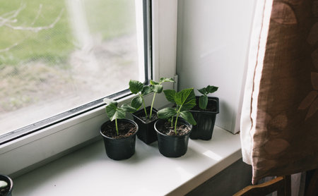 Seedlings of young Bulgarian peppers in containers on the windowsill. Plants sprout seedlings growing indoors in early spring.の写真素材