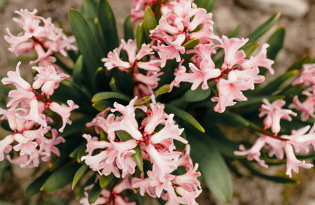 beautiful pink flowers in the garden top view. spring flowering.