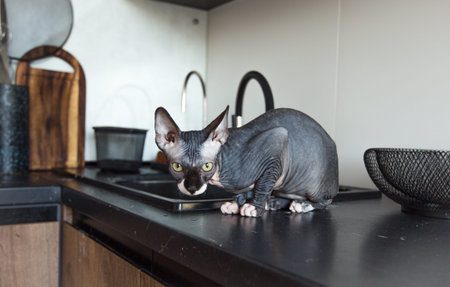 Purebred bald sphinx cat gray is sitting in the kitchen.