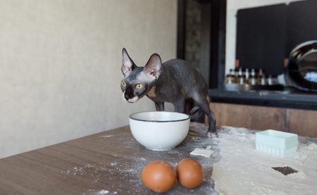 cat, sphinx sits on the kitchen table table in a bright kitchen