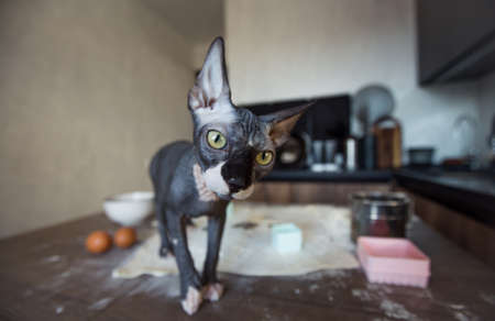 A close-up portrait of a Canadian sphinx sitting on a kitchen tableの写真素材