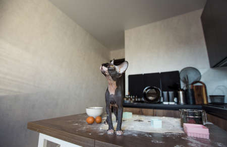 A close-up portrait of a Canadian sphinx sitting on a kitchen tableの写真素材