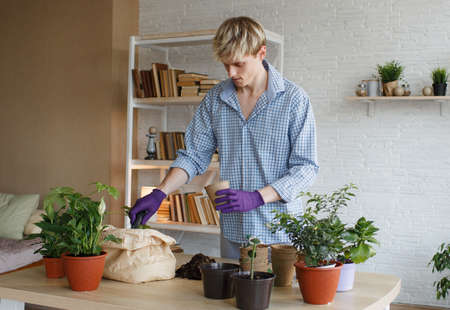 An attractive young man caring for domestic plants, transplants flowers, pours earth into flower pots. The concept of gardening at home.の写真素材