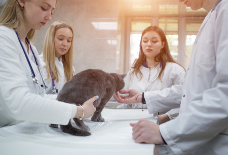 Veterinarians examine a cat on a table in a veterinary clinic. Four veterinary clinic doctors with a stethoscope. Operating clinic for pets.の写真素材