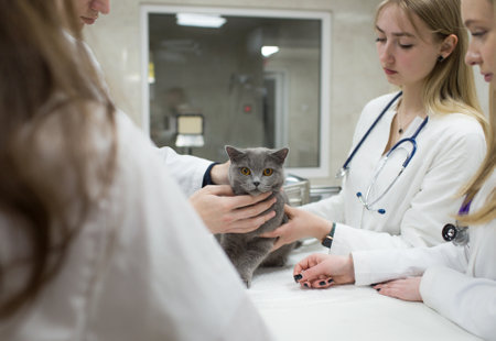 Veterinarians examine a cat on a table in a veterinary clinic. A group of veterinary clinic doctors with a stethoscope. Operating clinic for petsの写真素材