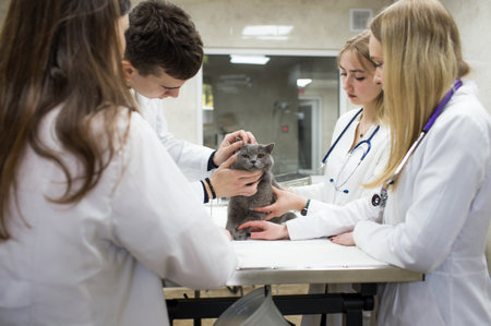 Veterinarians examine a cat on a table in a veterinary clinic. A group of veterinary clinic doctors with a stethoscope. Operating clinic for petsの写真素材