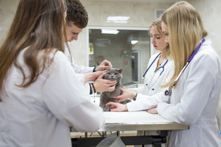 Veterinarians examine a cat on a table in a veterinary clinic. A group of veterinary clinic doctors with a stethoscope. Operating clinic for petsの写真素材