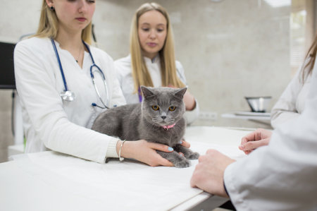 Veterinarians examine a cat on a table in a veterinary clinic. A group of veterinary clinic doctors with a stethoscope. Operating clinic for petsの写真素材