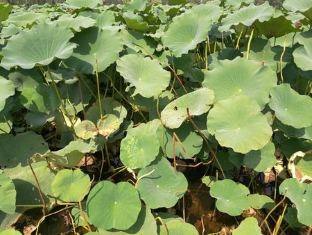 Lotus leavesの写真素材