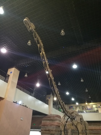 dinosaur fossilのeditorial素材
