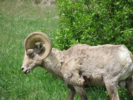 A Lone Ramの写真素材