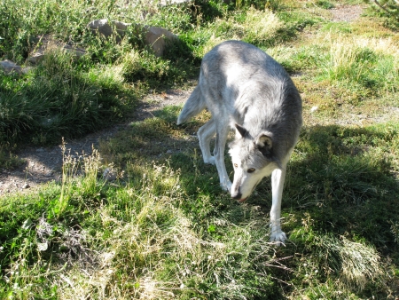 A Lone Alpha Male Wolfの写真素材
