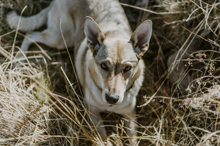 Portrait of a little Czechslovakian wolfdog in the late summer grassの写真素材