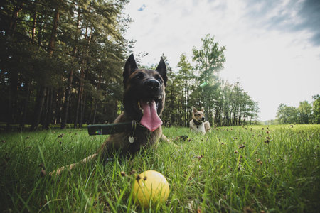 Low angle portrait of a Belgian Shepherd Malinois lying on the ground with a ball