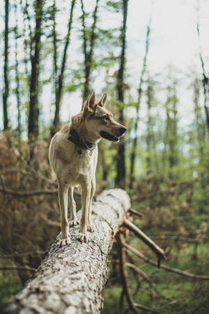 Little wolfdog on a trunk of a fallen treeの写真素材