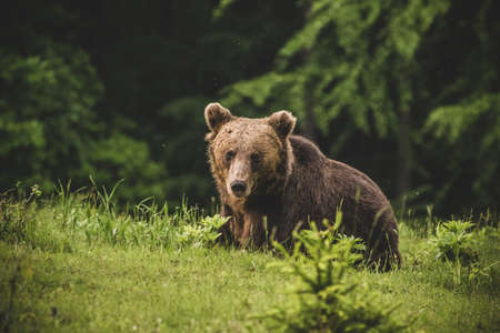 Shot of a brown bear in the Carpathian mountainsの写真素材