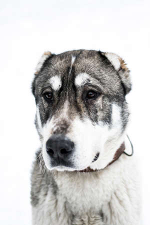 Portrait of a male asian shepherd dog in snowの写真素材