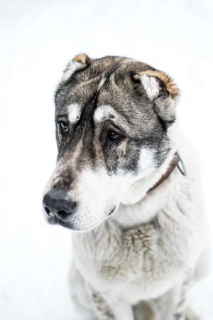 Portrait of a male asian shepherd dog in snowの写真素材