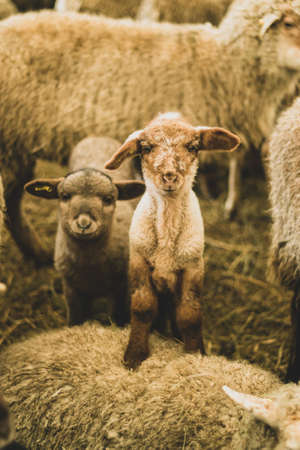 Shot of a baby lamb with a cute face in a herd of sheepの写真素材