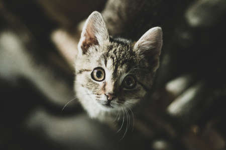 Portrait of a little cat inside a houseの写真素材