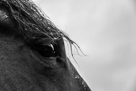Black and white close up from a horses eye and her man full of rain dropsの写真素材