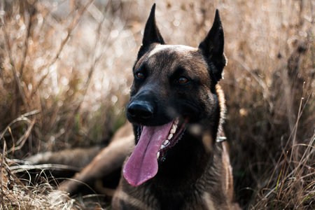 Belgian shepherd dog lying on the ground with tongue outの写真素材