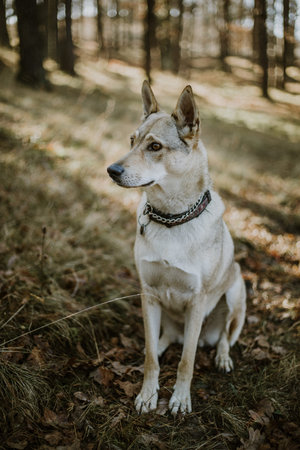 Shot of a Czechslovakian puppy off leash