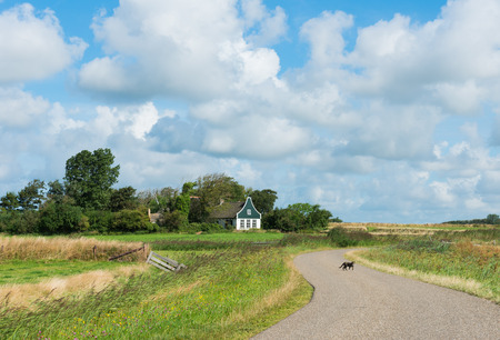 Road on the island of Texel with meadows and a pittoresque house in the background and a cat on the road.のeditorial素材