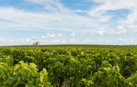 Chapel in vinyard near Saint Estephe in the Medoc, France, near the Gironde.