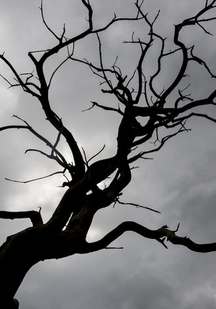 Dead tree against dark clouds of a stormの写真素材