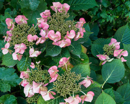 Flowers and leafs of Hudrangea.