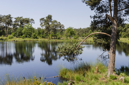 Fir at the nature reserve the Overasselstse Ven with a beautiful lake, forests and moors.の写真素材