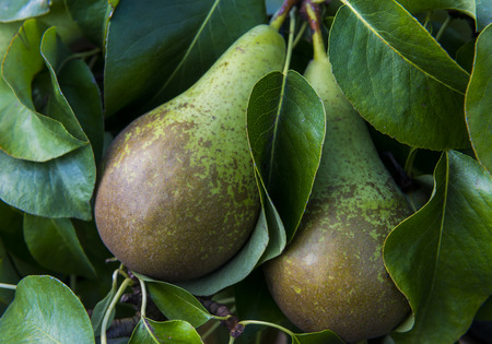 Pears on a tree in a orchard.の写真素材
