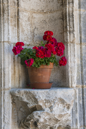 Pelargonium in flower pot at a church in France.の写真素材