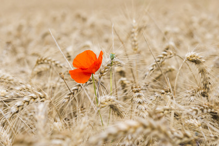 Lonely poppy in brown and yellow grainfield.の写真素材