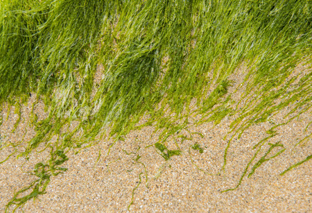 Green seaplant and algae at the beach.の写真素材