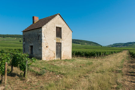 Vineyard at Beaune with small vinyard house France.の写真素材