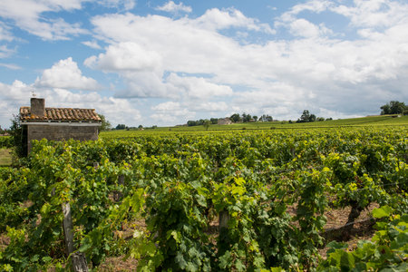 Vinyard at Saint Emilion in France with small house in a vineyard and white clouds.