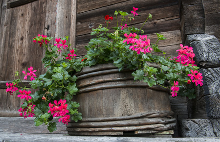 Wooden flower pot with red Pelargonium on a wooden terras of a cabin in Switserland.の写真素材