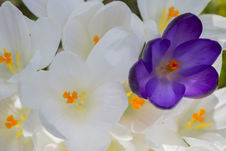 Purple and White crocus flowers in gardenの写真素材