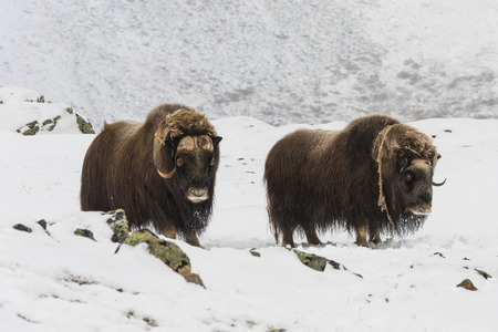 Two Muskox in the snow in National Park Dovrefjell in Norway.の写真素材